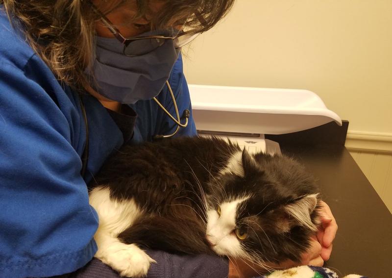 Countryside Animal Hospital Staatsburg veterinary hospital